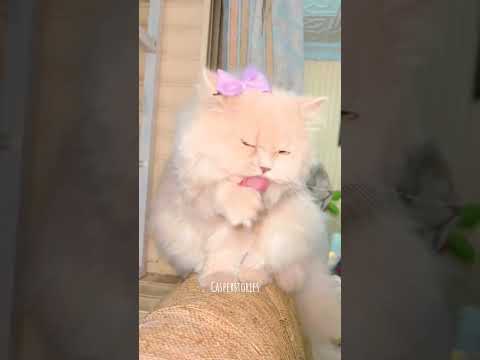 cute and pretty 😺🥰😍🤩