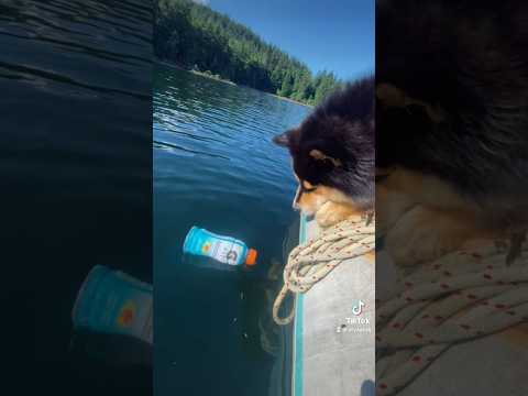 He knows where trash goes! #puppy #dog #plastic #plasticoceans #cleanup #climateaction #cute