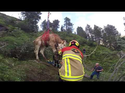 Spektakuläre Tierrettung auf dem Hohgant - Rind aus Höhle mit Helikopter gerettet