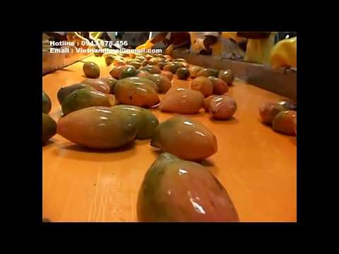 download lagu mp3 mp4 Maaza Mango Pulp, download lagu Maaza Mango Pulp gratis, unduh video klip Maaza Mango Pulp