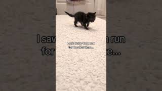 This was so chaotic. Baby Corn is 9 weeks old and 320 grams.#babycorncat #wobblycat #kitten #cat