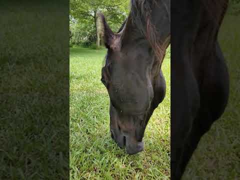 horse chewing up-close 馬啃草，近距離