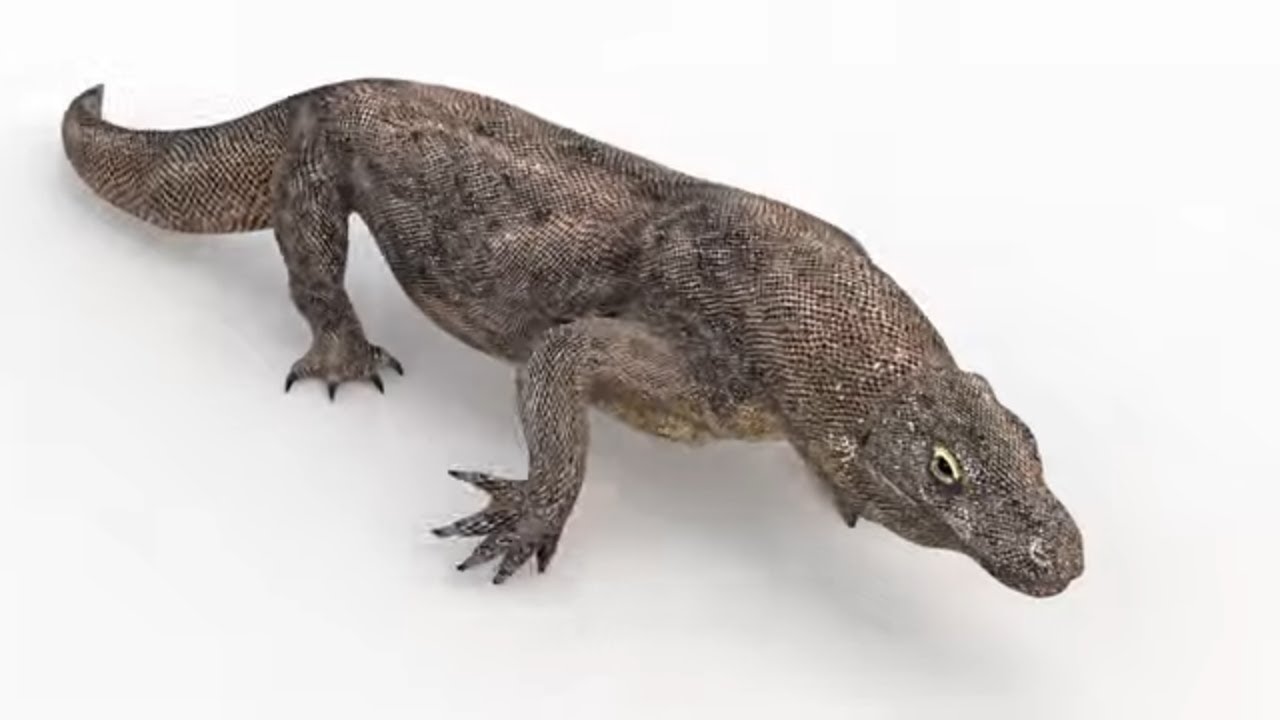 Komodo Dragon Animated with CAT Motion 3D Model