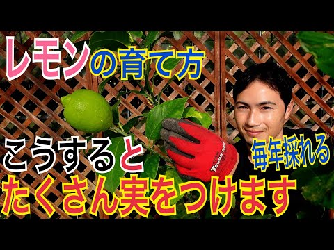 レモンの木の最も一般的な病気は何ですか?また、どうすればそれらに対処できますか?  庭園