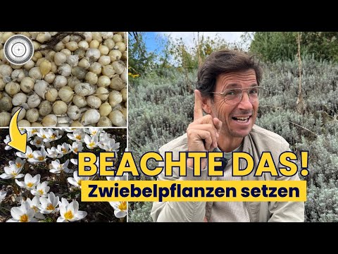 FINALLY!!!🐝 Planting bulb plants Five little-known facts and TIPS