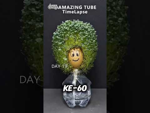 60 Hari Tanam Biji Chia... Jadi Apa?