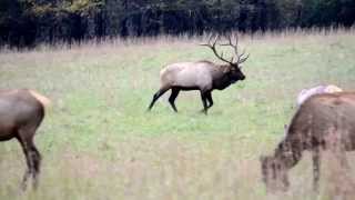 preview picture of video 'Bugling Elk at Cataloochee Cove'