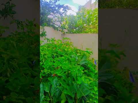 you can ask the flowers 🌹🌺