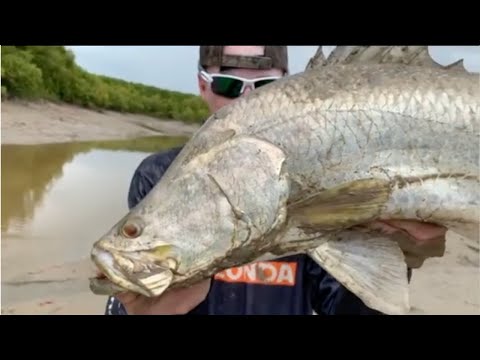 Darwin Landbased Barra action in the mud