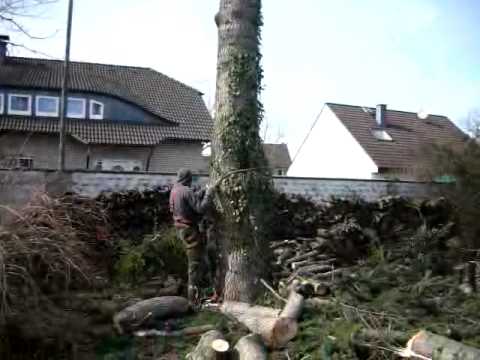 Atlaszeder Steigeisen und Stihl MS 200 T