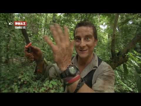 Fabio Celenza Bear Grylls - "sembra la rostella"