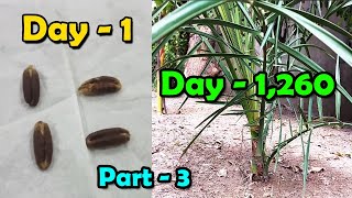 DATE SEED GERMINATION - How to Grow Date Palm Tree from Seed - Date Palm Plant - Sprouting Seeds