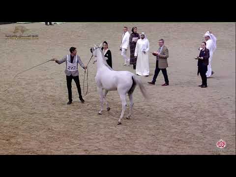 N 277 FATTAM AL NASSER   22nd Qatar National 2019   Mares 4 to 6 Years old Class 9A