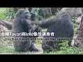 金剛Tayari與Iriki像是演奏者-Gorillas Tayari and Iriki are like playing rhythm