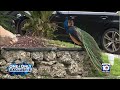 Coconut Grove residents want answers after finding evidence of alleged peacock abuse