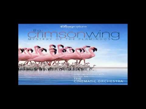 The Crimson Wing: Mystery of the Flamingos : The Arrival of the Birds