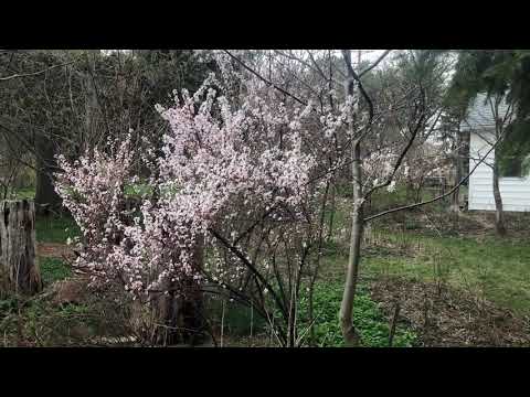 Spring Tour - Early Bloomers are Popping!