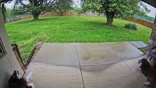 The Cutest Malamute Duet   RingTV