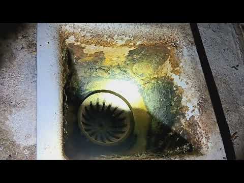 Floor Drains Have Drain Flies Harboring Inside Them in Oceanport, NJ