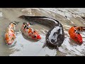 Menemukan Ikan Lele Di Sawah Ikan Koi Ikan Nila Ikan Hiu Gurita Kepiting Ikan Arwana Part590