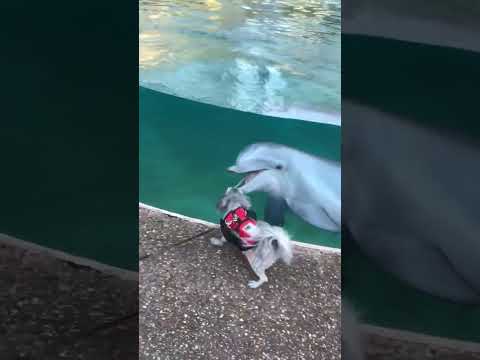 Adorable Dolphin & Puppy Become BFFs!