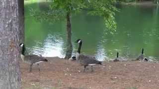 preview picture of video 'bowie nature park fairview TN'