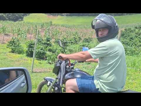 Quebra de milho sítiodo amigo João. Alto jequitibá  MG