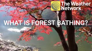 shinrin yoku forest bathing Video