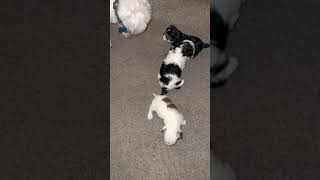 Morkie Puppies Videos