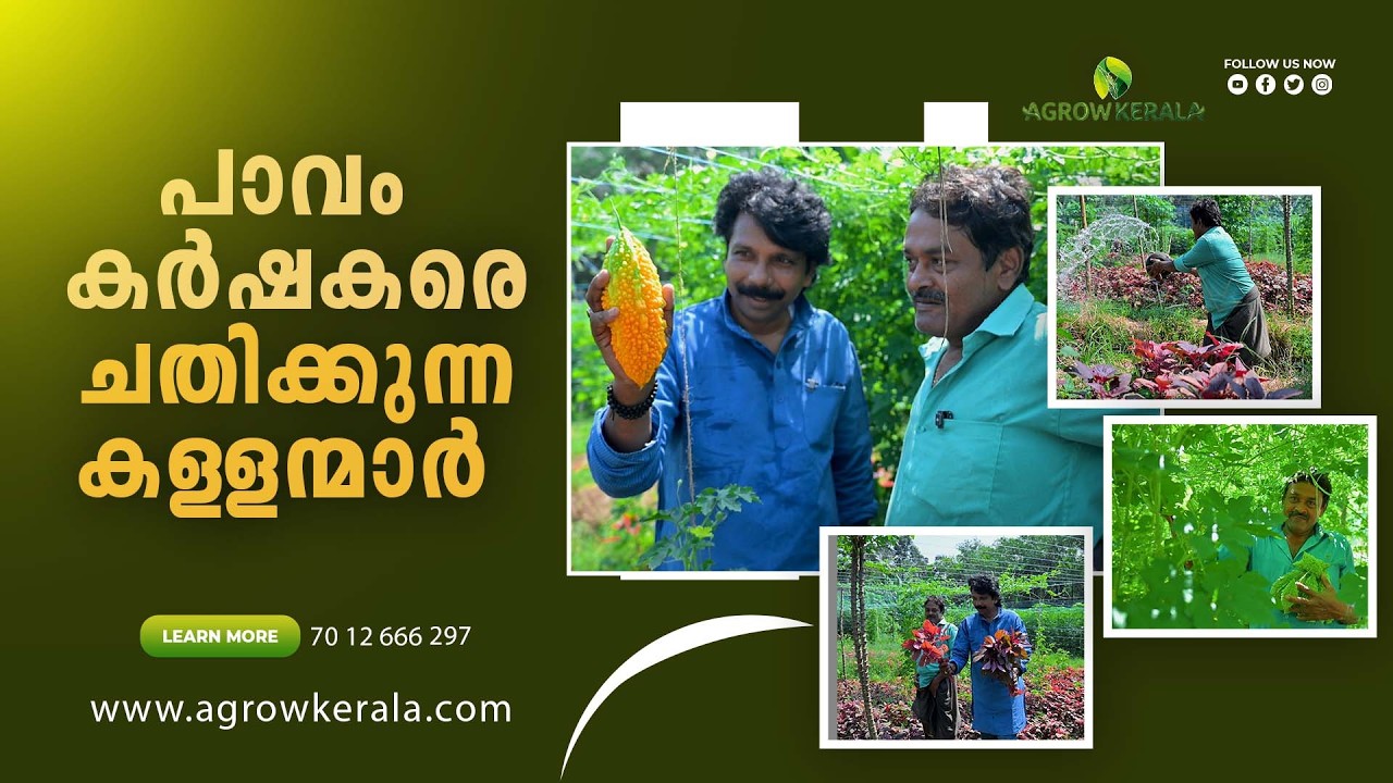 Thieves who cheat poor farmers
