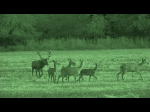 Spotkałem Myśliwych - odcinek 247  Bycza gorączka