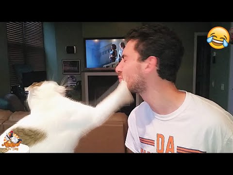 Funniest Angry Cats Compilation