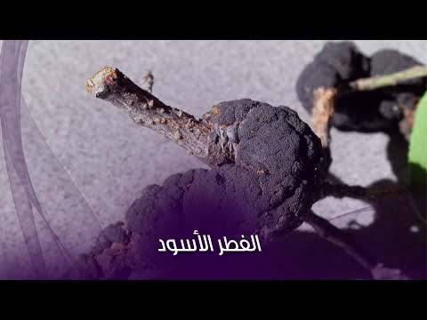 مرض الفطر الأسود