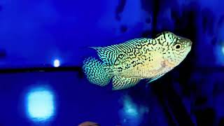 Vip f2 hàng tuyển Sđt Zalo 0938882816