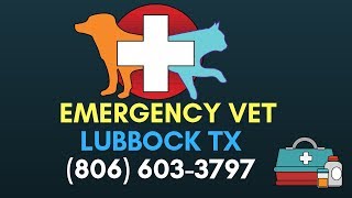 Vet Hospital Lubbock |  Emergency Vet Clinic Lubbock | (806) 603 3792