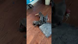 Longhaired Weimaraner Puppies Videos