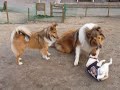 �Ղ�ꂷ���