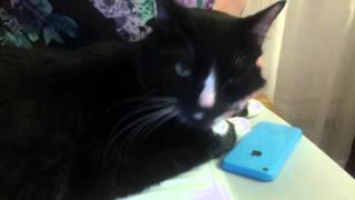 SUDDENLY EVERYTHING HAS CHANGED- FLAMING LIPZ