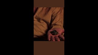 Download lagu The Mummy | Insect Week mp3