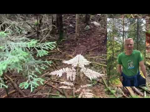 Fler tips för en lyckad svampplockning