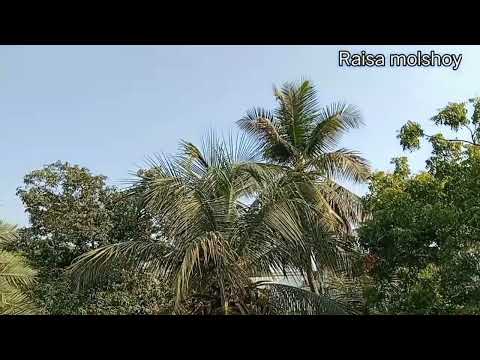 Mphang bai tau rau ni sei//....trees or birds vlogs videos//raisa molshoy//....