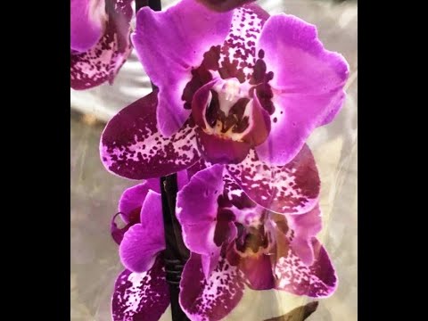 Леруа:РОСКОШНЫЙ завоз ОРХИДЕЙ,03.03.23.ТЦ "Космопорт",Самара,ул. Дыбенко,30.