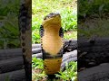 Large Cobra Snake Close Up Shorts Snakes Cobra Wildlife