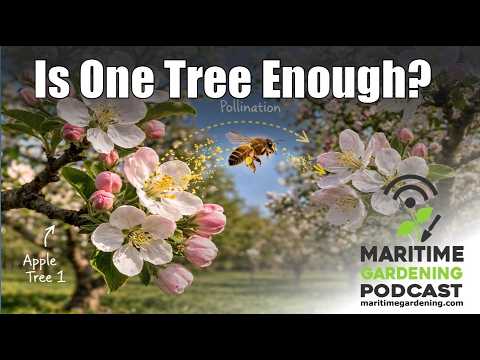 Single Fruit Tree? Pollination Needs for Abundant Harvests