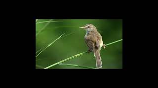 Download lagu SUARA MP3 PIKAT BURUNG CIBLEK SAWAH AMPUH/SUDAH TERUJI mp3 Download lagu SUARA MP3 PIKAT BURUNG CIBLEK SAWAH AMPUH/SUDAH TERUJI mp3