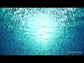 Instant Relief from Stress and Anxiety | Detox Negative Emotions, Calm Nature Healing Sleep Music★58 mp3 Instant Relief from Stress and Anxiety | Detox Negative Emotions, Calm Nature Healing Sleep Music★58 mp3