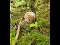 A Bank Vole (Clethrionomys glareolus) having a wee snack in the woods, County Clare. #shorts