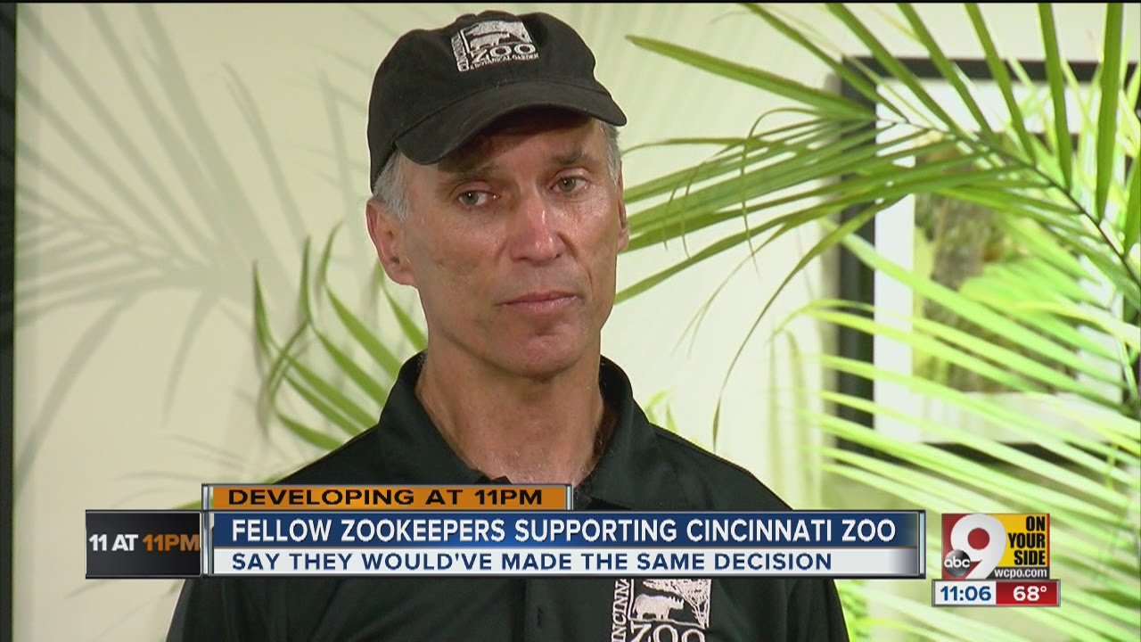 You can't take a risk with a silverback gorilla, Cincinnati Zoo director says