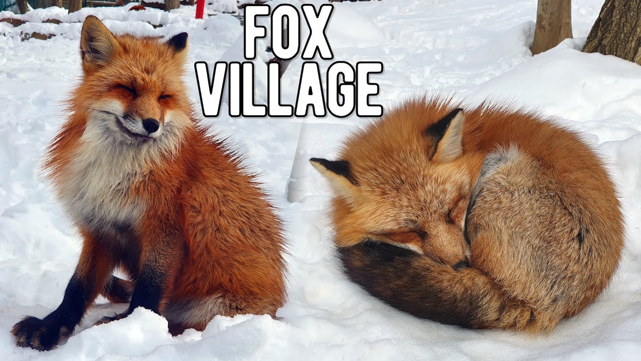 A traveler shares his experience of visit to Zao Fox Village.