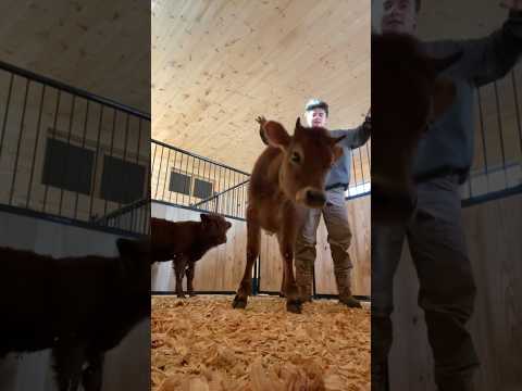 , title : '🥹 We Got Two Mini Cows 🐄 #shorts #cow'